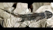 Sorprendente anfibio de hace 300 millones de años regeneraba sus extremidades