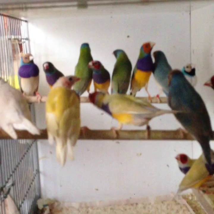 Gouldian