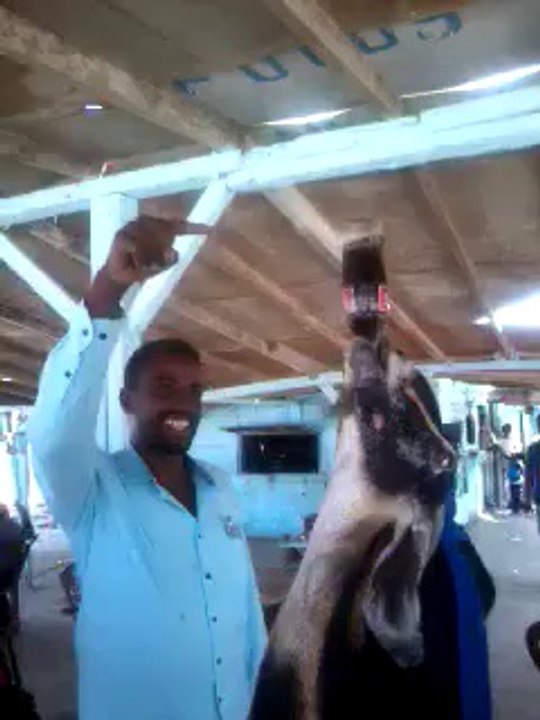 Une chèvre qui boit cul-sec des bouteilles de Coca cola