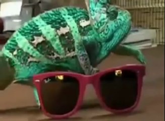 Un caméléon change de couleurs presque instantanément