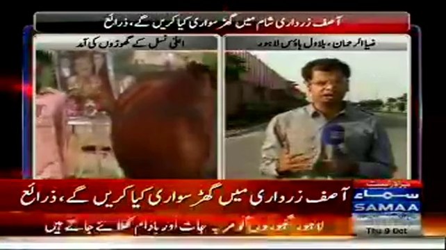 20 Horses Of The Finest Breed Brought To Bilawal House Lahore, Asif Zardari Inspected The Horses