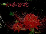 【四季百夜】赤いカーディガン　木崎祐 菊池ファスナー【秋】   ニコニコ動画 GINZA