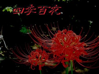 【四季百夜】赤いカーディガン　木崎祐 菊池ファスナー【秋】   ニコニコ動画 GINZA