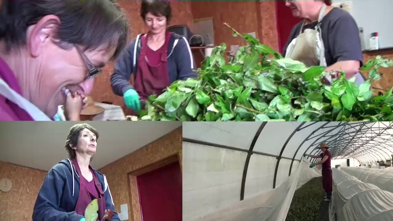 Agricultrices en Anjou (clip)