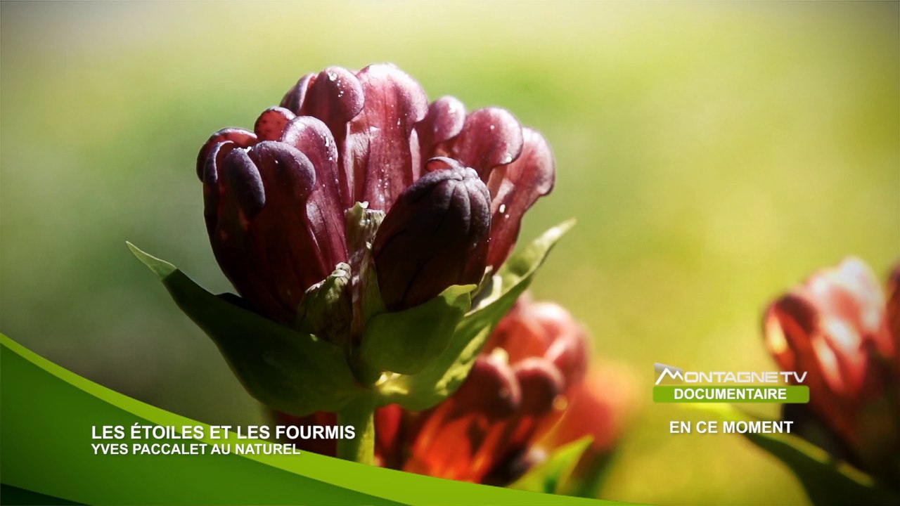 Les Etoiles et les Fourmis  - Yves Paccalet au Naturel - Bande Annonce - 2014