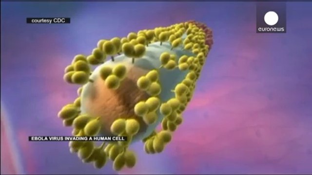 Що таке Ебола?