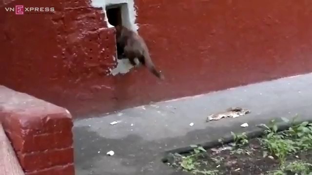 Toyota camry , Toyota altis, Toyota vios, Toyota innova , Toyota fortuner con-meo-toi-nghiep