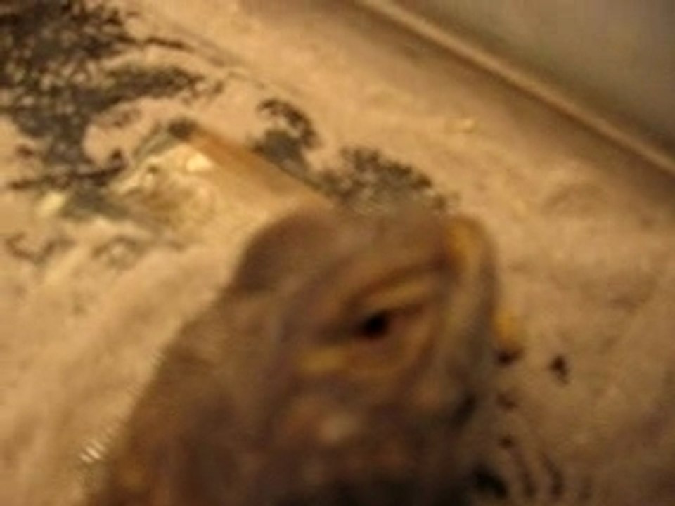 lezard