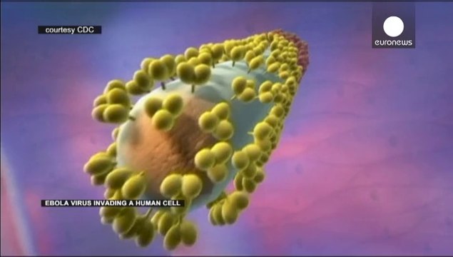 Что важно знать про вирус Эбола