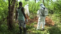 Au Sierra Leone, des volontaires enterrent les morts d'Ebola