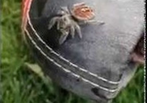 Strange Spider Teases Then Leaps Onto Terrified Man