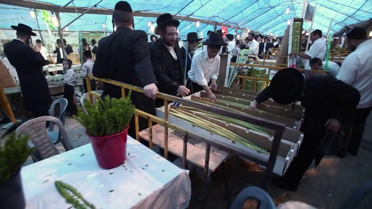 Ultra-Orthodox Jews inspect "Four Species" branches for Sukkot