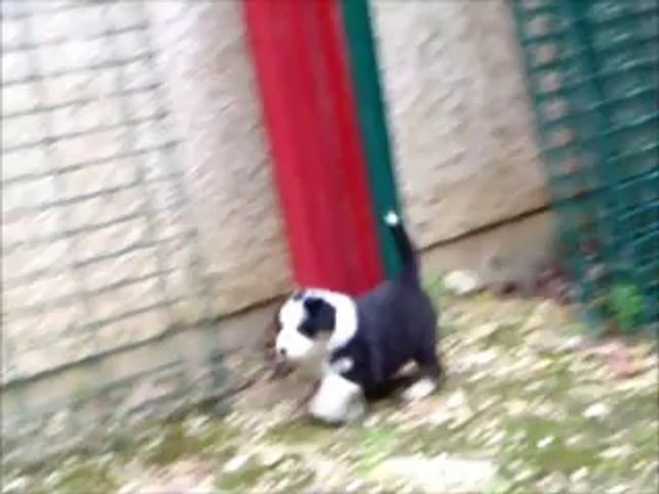 chiot femelle berger australien Noire tri queue longue 1 mois