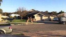 wild kangaroo street fight Aussie style