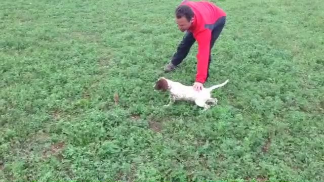 SETTER ANGLAIS JOY DU MAS DES VERNETS 2 MOIS ET DEMI