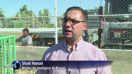 Gaza transfere leões após conflito com Israel