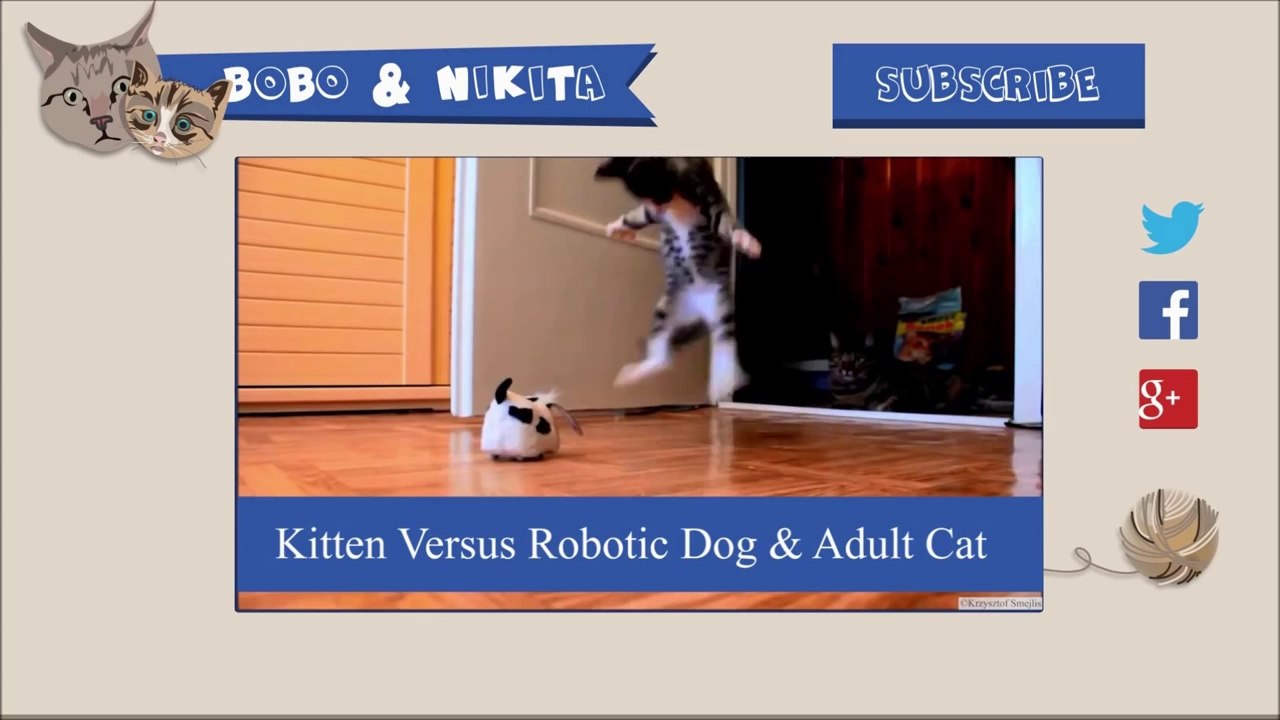 UN CHAT QUI ADORE L’ASPIRATEUR..