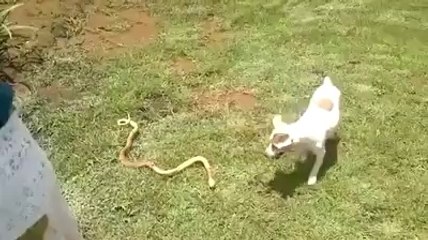 Cesaretli Küçük Köpek Kobra yılanını böyle haşat etti