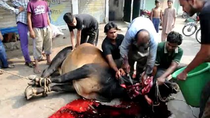 Qurbani kamran siddiqui at lahore pakistan