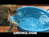 Gata jugando con agua - Cat Playing with Water - Gato que joga com água
