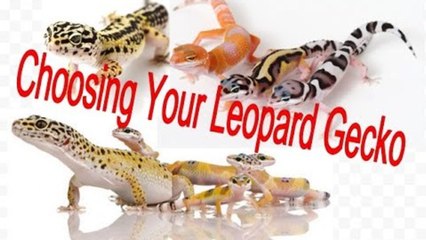 Choosing Your Leopard Gecko