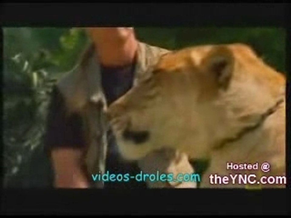 Ligre-accouplement-tigre-lion-croisement