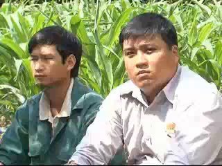 Giải pháp cho cây bắp khỏe