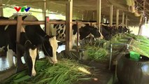 Hiệu quả mô hình nuôi bò sữa