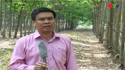 Kỹ thuật chăm sóc và quản lý vườn cao su bền vững