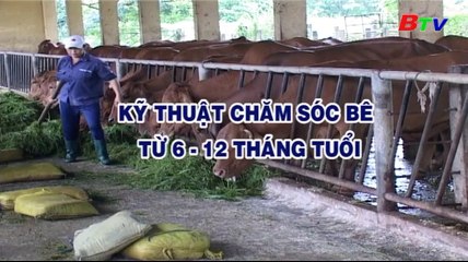 Kỹ thuật chăn nuôi bò thịt