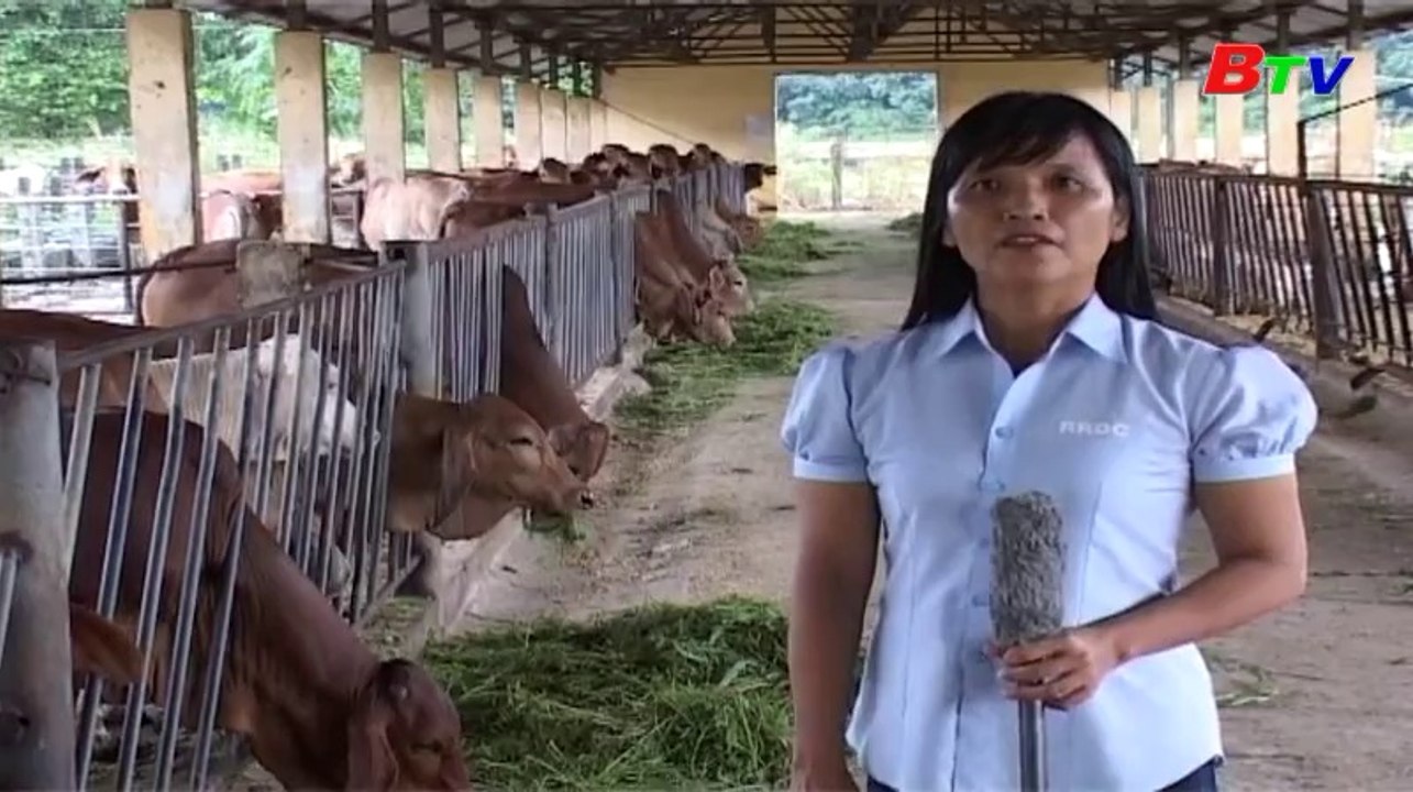 Kỹ thuật chăn nuôi bò thịt