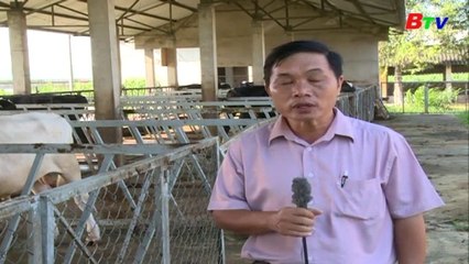 Kỹ thuật nuôi bê sữa đực lấy thịt