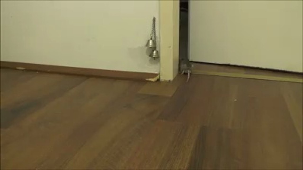 My Smart Mice
