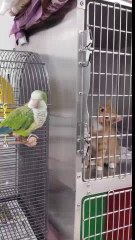 Adorable kitten can't take his eyes off a bird