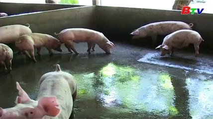 Kỹ thuật nuôi heo sinh sản