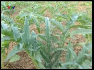 Kỹ thuật trồng cây dược liệu Artiso