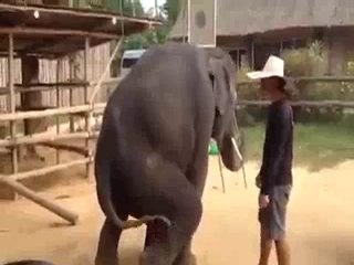 Elephant Dance In Gangnam Style Song