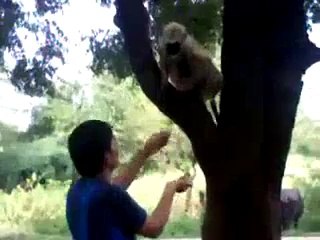 Funny Boy Slap To Monkey