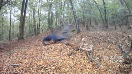 Bike Downill Broken Shoulder - Fails World