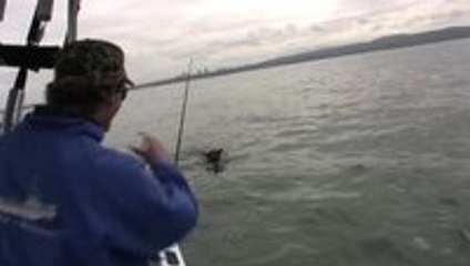 Dog jumps on Dolphins