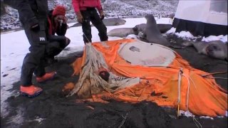 Four tonne elephant seals crush a cameraman's tent
