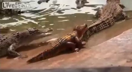 Oyuncak Timsah ile Timsahların Amansız Dövüşü