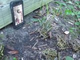 Solucan Videosunu Gerçek Sanıp Ciğerci Kedisi Gibi Sıralanan Kurbağalar