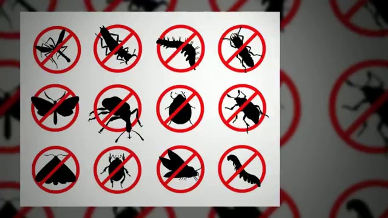 Home Pest Control Frisco TX | Call 214-919-0021