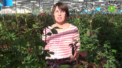 Vidéo technique N°05 : le programme OAD Serre