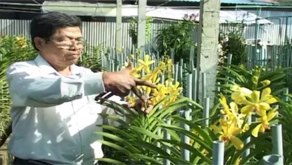 Kỹ thuật trồng và chăm sóc hoa phong lan