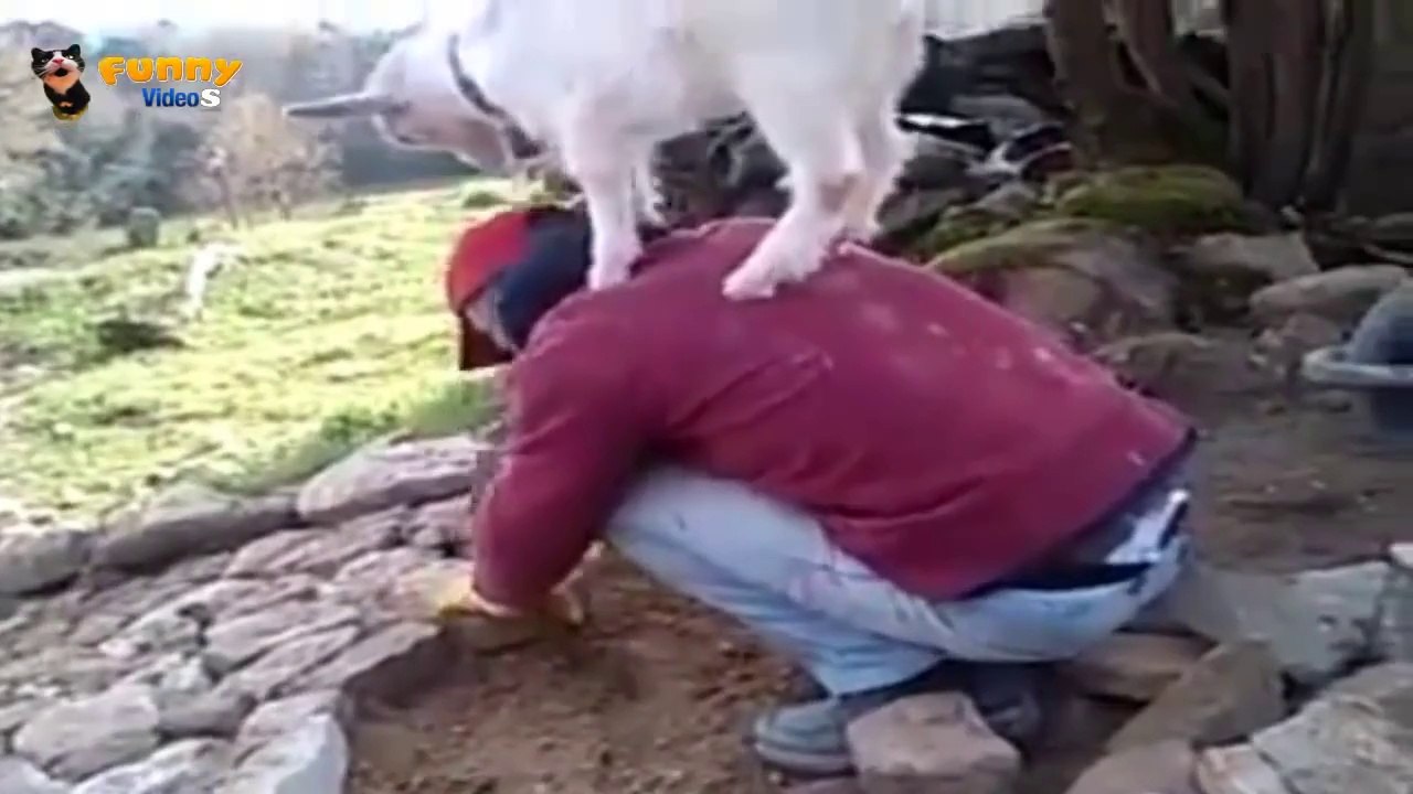 Crazy goats - 2014 ✔