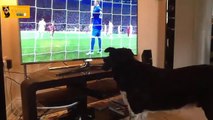 Funny Cats and Dogs Watching the World Cup 2014 - 720p - HD - Funny 2014