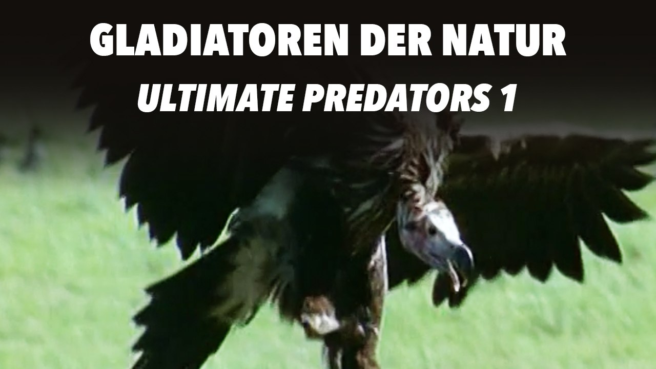 Gladiatoren der Natur - Ultimate Predators 1 (2011) [Dokumentation] | Film (deutsch)