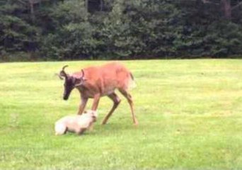 Ellie-Mae Plays and Runs Rings Around a Wild Deer